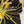Load image into Gallery viewer, Thrashed 90s Vanderbilt Starter “The Right Hat” SnapBack
